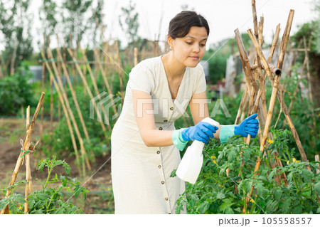 Asian woman spraying tomatoes Asian woman spraying tomatoes 105558557