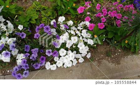ペチニアの紫色と白色と桃色の花 ペチニアの紫色と白色と桃色の花 105558844