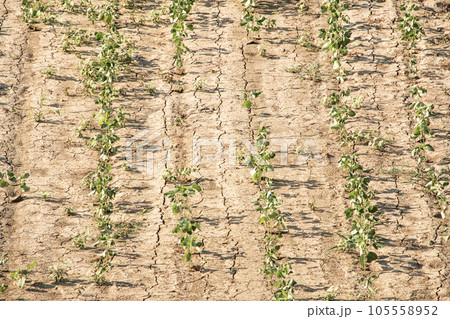干ばつ 猛暑の作物 干ばつ 猛暑の作物 105558952