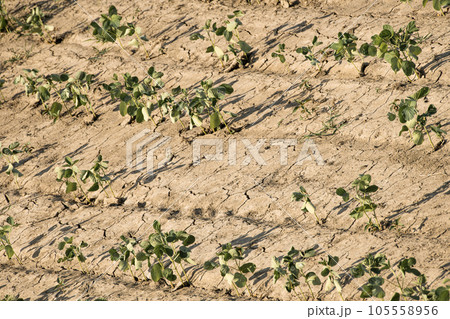 干ばつ　猛暑の作物 105558956