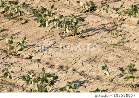 干ばつ 猛暑の作物 干ばつ 猛暑の作物 105558957