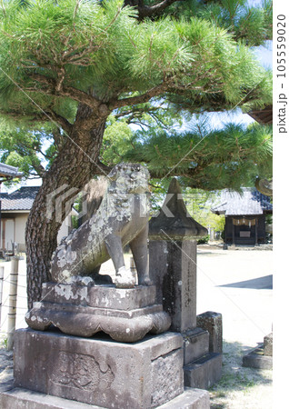神社の狛犬 左 縦 神社の狛犬 左 縦 105559020