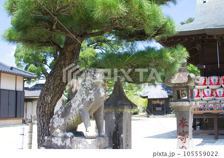 神社の狛犬　左 105559022