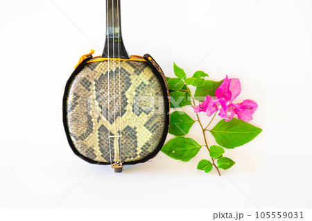 三線とブーゲンビリア 105559031