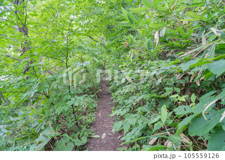 汐見コースの登山道（函館山） 105559126