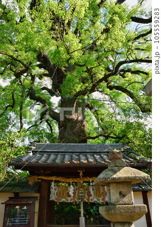 新熊野神社　影向の大樟（京都市東山区） 105559283