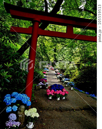 岡寺の風景 105559513