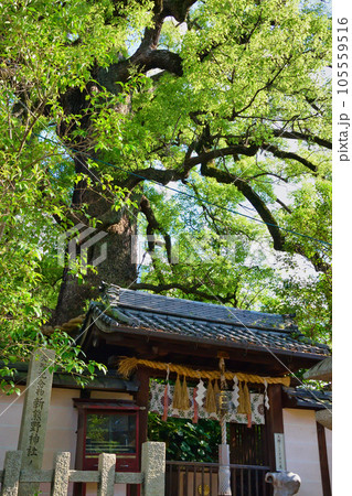 新熊野神社　影向の大樟（京都市東山区） 105559516