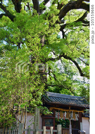 新熊野神社　影向の大樟（京都市東山区） 105559666
