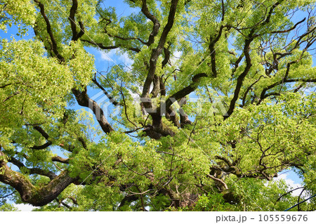 新熊野神社　影向の大樟（京都市東山区） 105559676