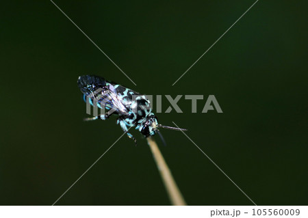 枯枝に顎力だけで体を支えて身繕いするナミルリモンハナバチ（マクロレンズ使用・自然光・接写写真） 105560009