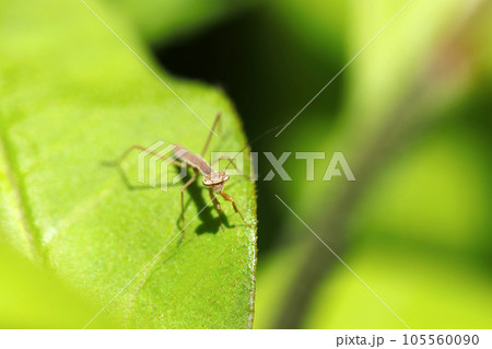 小さな幼虫でも強い眼力のカマキリ（晴天青葉上・マクロレンズ使用・自然光・接写写真） 105560090