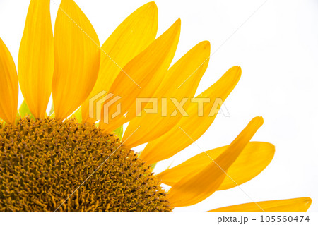 ひまわりの花びらを一つずつ 105560474