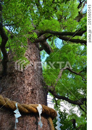 新熊野神社 影向の大樟(京都市東山区) 新熊野神社 影向の大樟(京都市東山区) 105560545