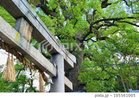 新熊野神社 影向の大樟(京都市東山区) 新熊野神社 影向の大樟(京都市東山区) 105561005