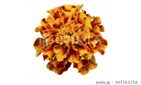 One French marigold orange-red flower isolated on white. 105561258