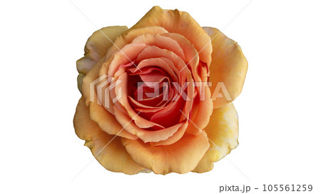 One 'Louis de Funes' rose orange flower isolated on white 105561259