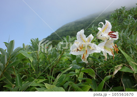 北蔵王の景色 ヤマユリ咲く山形神室岳の登山道 北蔵王の景色 ヤマユリ咲く山形神室岳の登山道 105561670