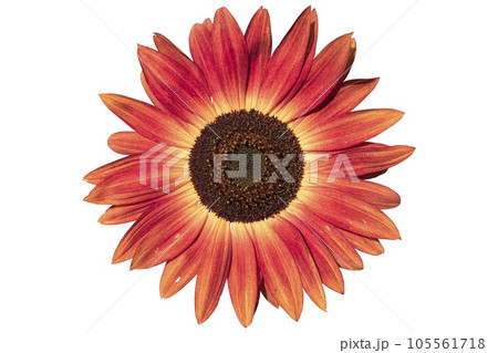 Sunflower 'Moulin Rouge F1' sunny red flower isolated on white 105561718