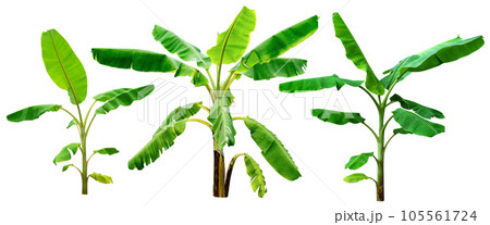 banana tree,collection of green leaves pattern isolated banana tree,collection of green leaves pattern isolated 105561724