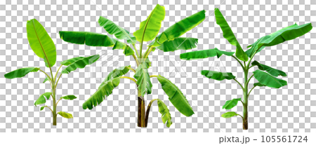 banana tree,collection of green leaves pattern isolated banana tree,collection of green leaves pattern isolated 105561724