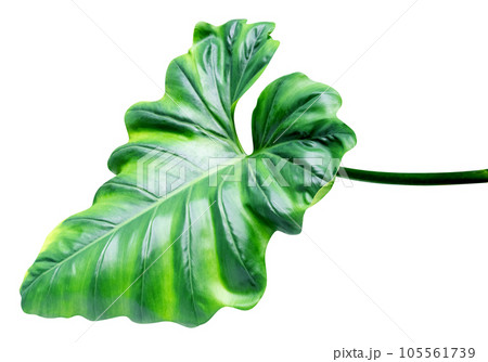 Green leaves pattern of tropical leaf plant isolated Green leaves pattern of tropical leaf plant isolated 105561739