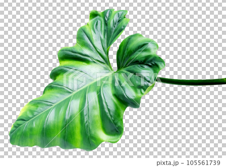 Green leaves pattern of tropical leaf plant isolated Green leaves pattern of tropical leaf plant isolated 105561739