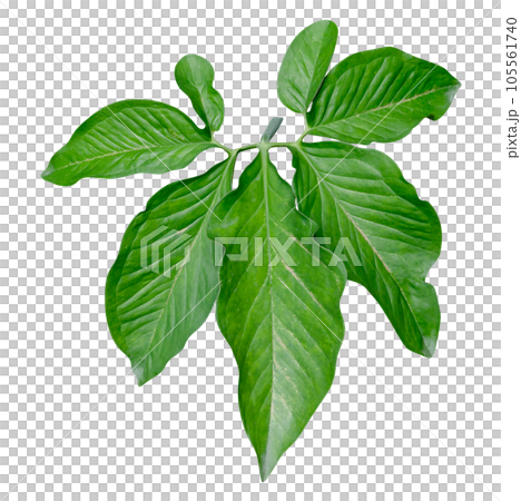 Green leaves pattern,leaf Syngonium podophyllum isolated Green leaves pattern,leaf Syngonium podophyllum isolated 105561740