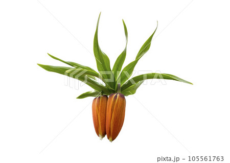 Fritillaria imperialis orange bells flowers isolated on white 105561763