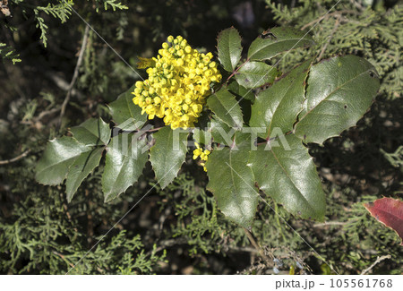 Mahonia aquifolium green leaves and yellow flowers Mahonia aquifolium green leaves and yellow flowers 105561768