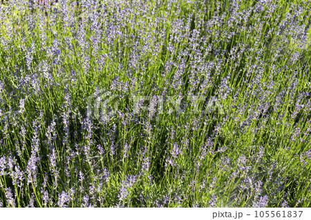 Young garden lavender grass and flowers Young garden lavender grass and flowers 105561837