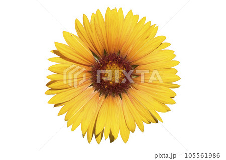 Gaillardia pulchella orange-yellow flower isolated on white Gaillardia pulchella orange-yellow flower isolated on white 105561986