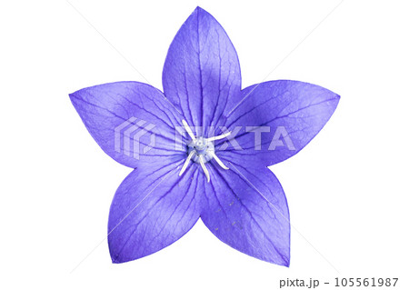 Platycodon grandiflorus violet flower isolated on white Platycodon grandiflorus violet flower isolated on white 105561987