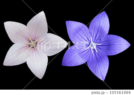Platycodon grandiflorus pale pink and violet flowers isolated on black Platycodon grandiflorus pale pink and violet flowers isolated on black 105561989