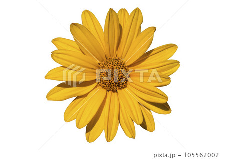 Heliopsis 'Light of Loddon' yellow flower isolated on white. Heliopsis 'Light of Loddon' yellow flower isolated on white. 105562002