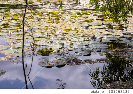 Close up photo of a lake full of flowers.  105562135