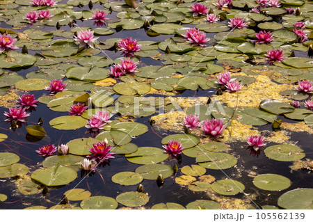 Close up photo of a lake full of flowers.  105562139