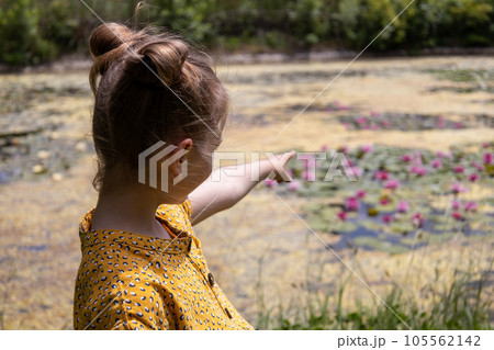Small girl in a yellow dress pointing to the lake full of flowers. Sunny day. 105562142