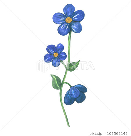 Watercolor illustration of a blue flower in medieval style. Made by hand isolated on transparent background 105562143