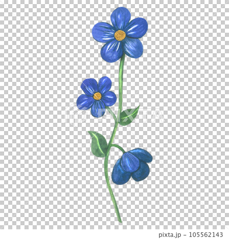 Watercolor illustration of a blue flower in medieval style. Made by hand isolated on transparent background 105562143