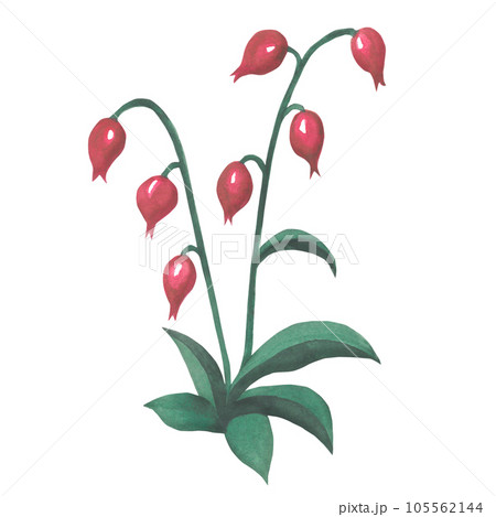 Watercolor illustration of a pink flower in medieval style. Made by hand isolated on transparent background 105562144