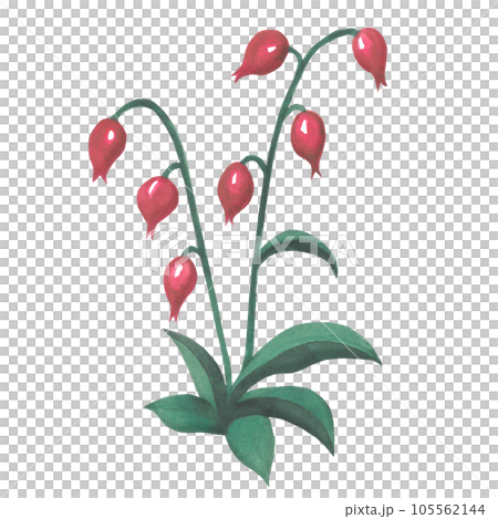 Watercolor illustration of a pink flower in medieval style. Made by hand isolated on transparent background 105562144