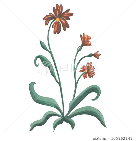 Watercolor illustration of a brown flower in medieval style. Made by hand isolated on transparent background 105562145