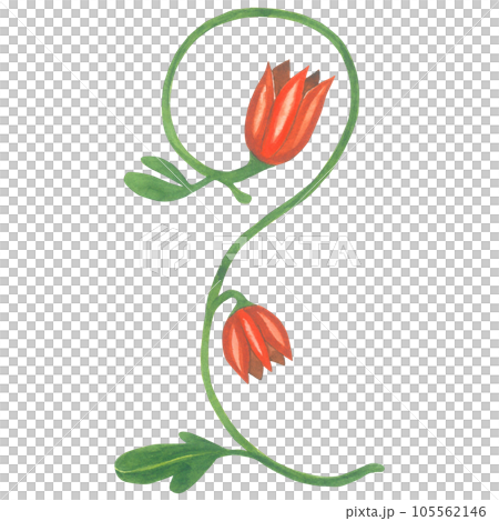 Watercolor illustration of a floral monogram in a medieval style. Made by hand isolated on transparent background 105562146