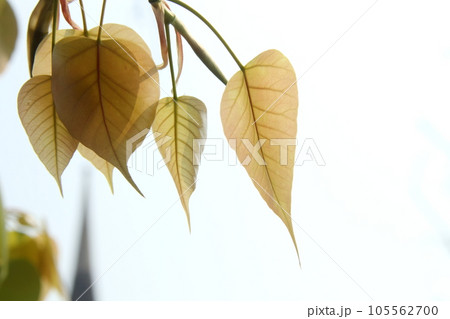 Group of young Sacred tree's leaves. 105562700