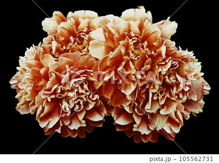 Orange  peony  flower  on black isolated background with clipping path. Closeup. For design. Nature. Orange  peony  flower  on black isolated background with clipping path. Closeup. For design. Nature. 105562731