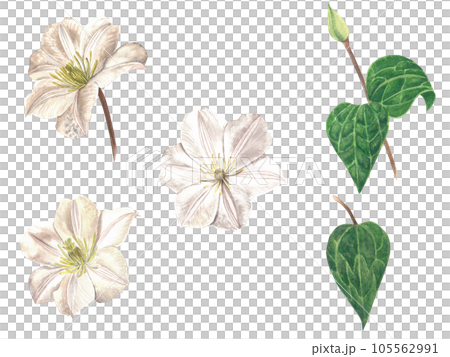 Watercolor illustration of clematis flowers. Set of flowers and leaves on a transparent background, made by hand Watercolor illustration of clematis flowers. Set of flowers and leaves on a transparent background, made by hand 105562991