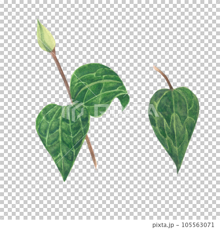Watercolor illustration of clematis. Set of green leaf and bud made by hand isolated on transparent background Watercolor illustration of clematis. Set of green leaf and bud made by hand isolated on transparent background 105563071