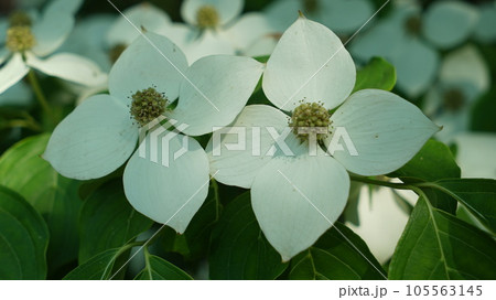 Nature plant close-up dogwood flower 105563145