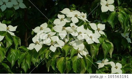 White flowers of dogwood in full bloom White flowers of dogwood in full bloom 105563191